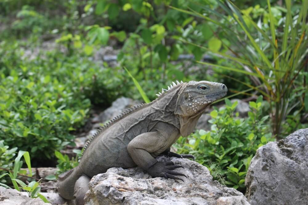 An iguana at the Queen Elizabeth II Botanic Park.