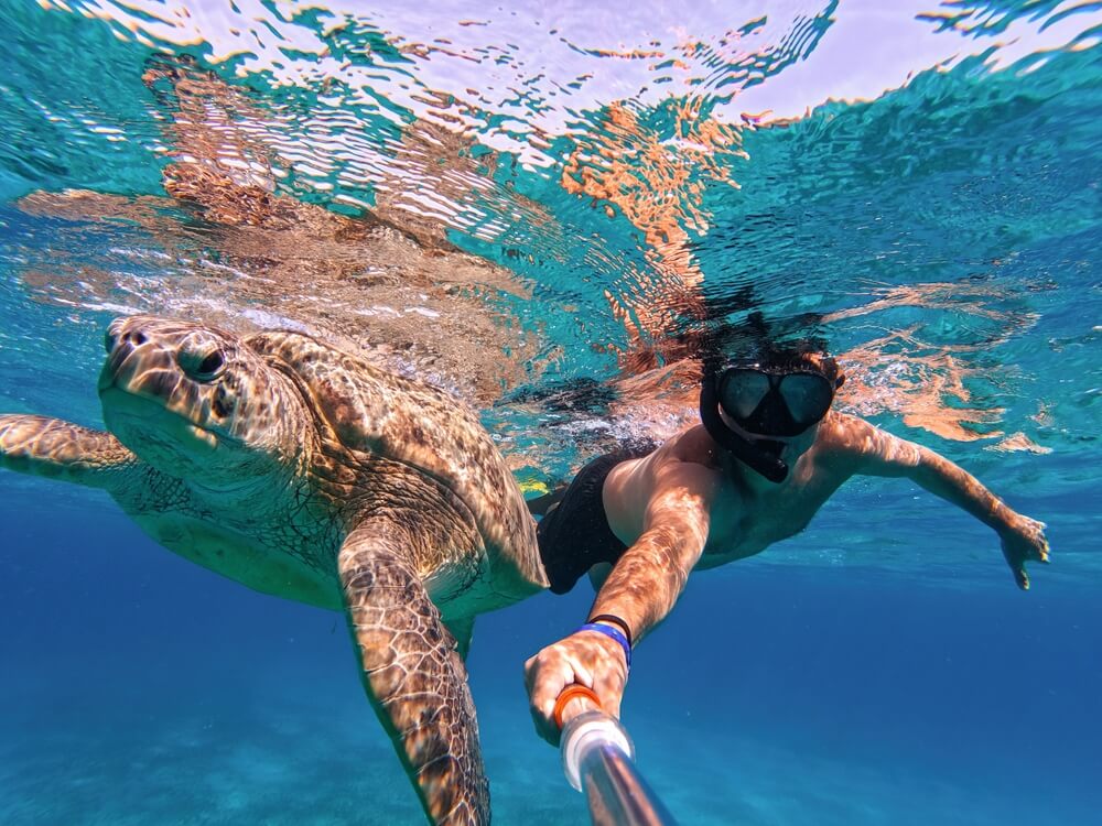 A person snorkeling with turtles on a Grand Cayman fall vacation.